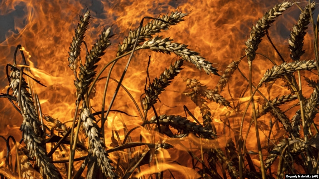 «Вибухи на полях та погрози ФСБ». Що буде з врожаями на півдні України?