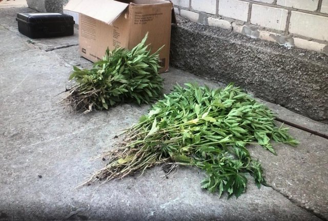 Під час документування наслідків обстрілу передмістя Херсона поліцейські виявили посів конопель