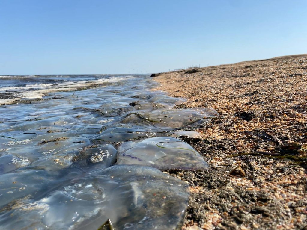 Медузы в Счастливцево 2022