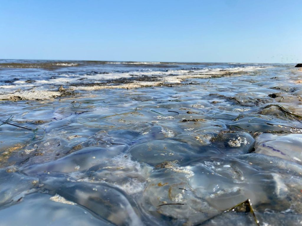 Азовское море 2022 - сентябрь