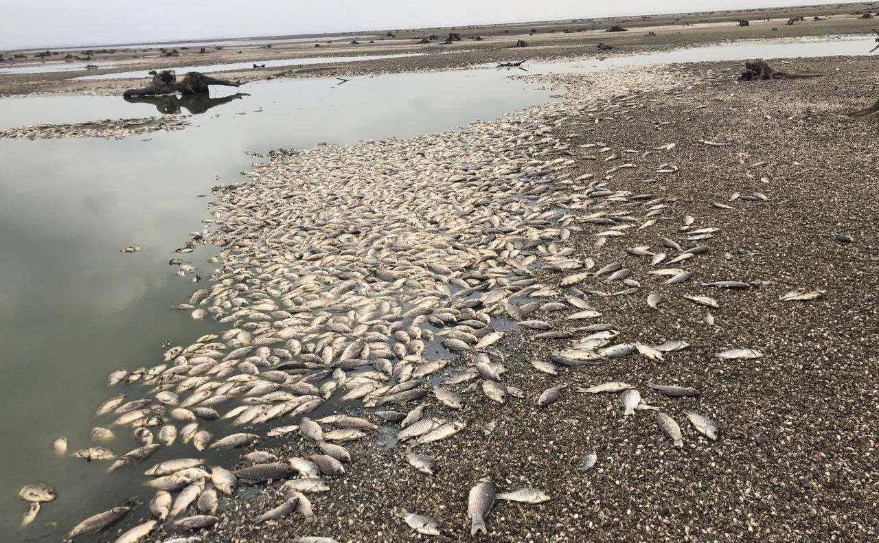 Один вид риб уже зник з лиця Землі: науковець розповів про наслідки підриву Каховської ГЕС