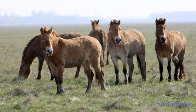 Заповіднику «Асканія-Нова» підтоплення через підрив Каховської ГЕС не загрожує - ексдиректор