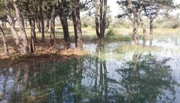 Внаслідок підтоплення Україна може втратити до 70% лісових насаджень на півдні