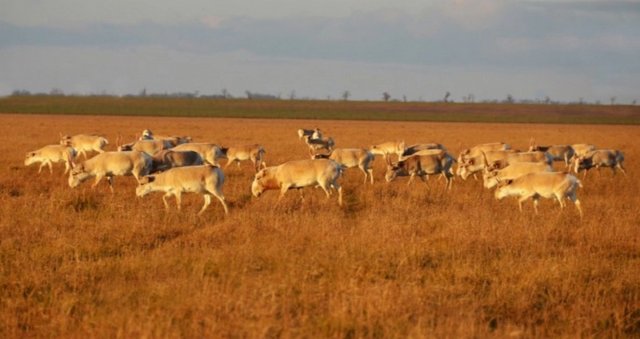 У заповіднику «Асканії-Нова» окупанти влаштовували полювання на тварин