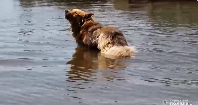 Історія, що розчулить