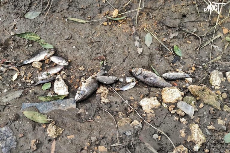 У Херсоні вода відступає, залишаючи за собою рибу