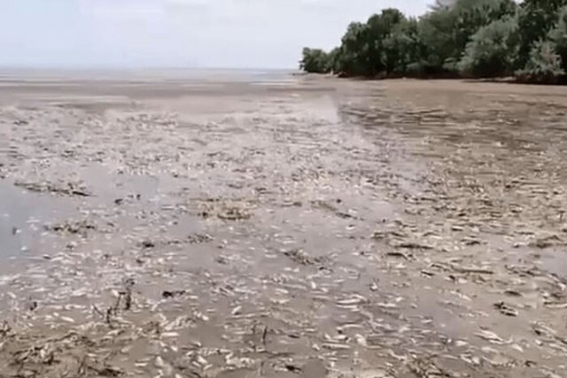 Після підриву Каховської ГЕС у чотирьох областях масовий мор риби: МОЗ звернулося до українців