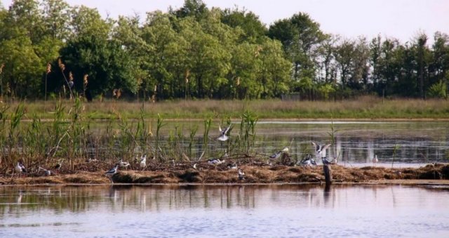 Через підрив Каховської ГЕС можуть загинути 180 тисяч птахів та диких тварин