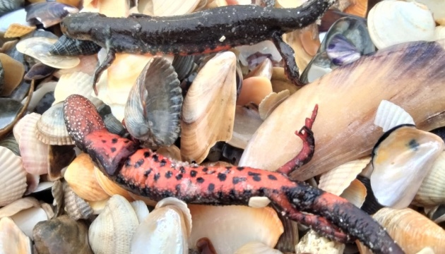 Загибель диких тварин через підрив Каховської ГЕС оцінюється у понад ₴880 мільйонів