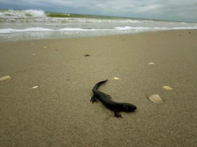 Теракт на Каховській ГЕС: на Одещину "принесло" багато загиблих червонокнижних тритонів