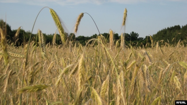 Многие фермеры вынуждены были оставить свои поля в оккупации