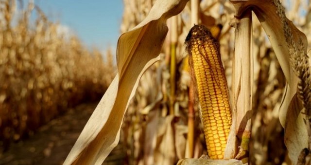 Загарбники кажуть про зниження врожайності на окупованій частині Херсонщини