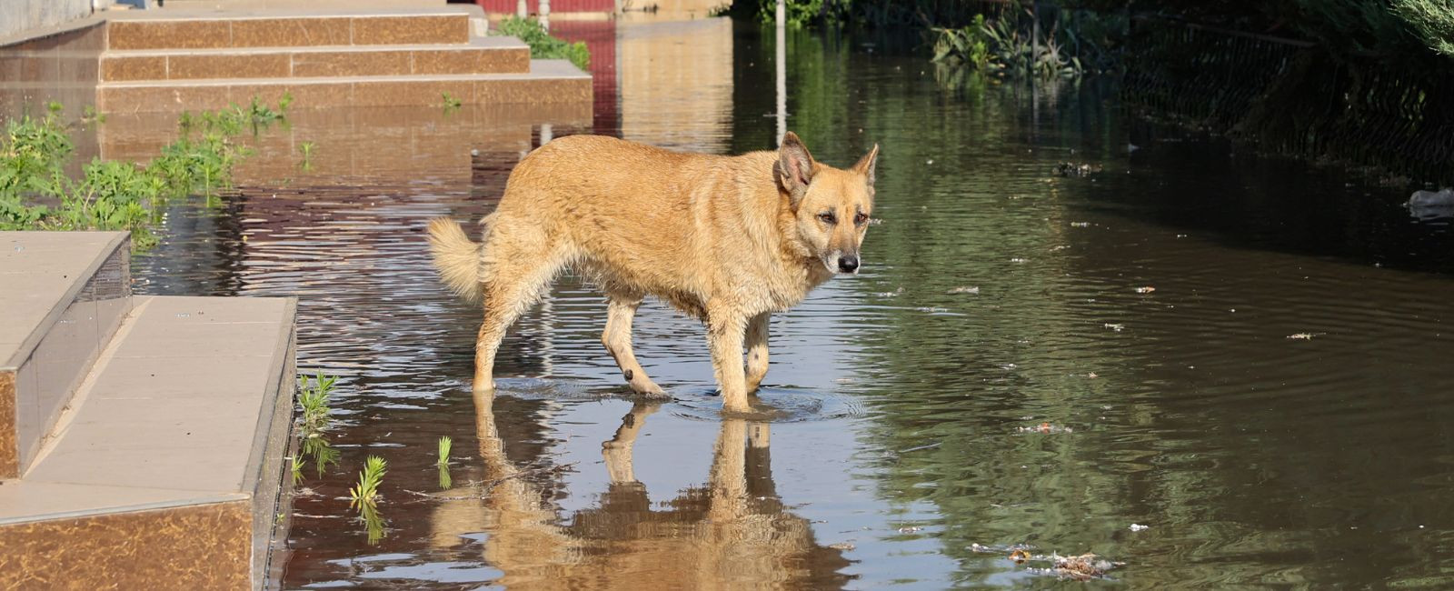 Фермера з Бериславщини судитимуть за жорстоке поводження з тваринами