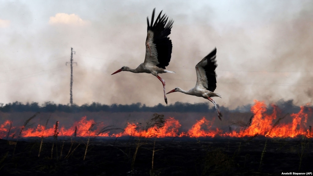 «Переотжим» предприятий и «маски-шоу». «Свободная экономическая зона» по-российски в оккупации