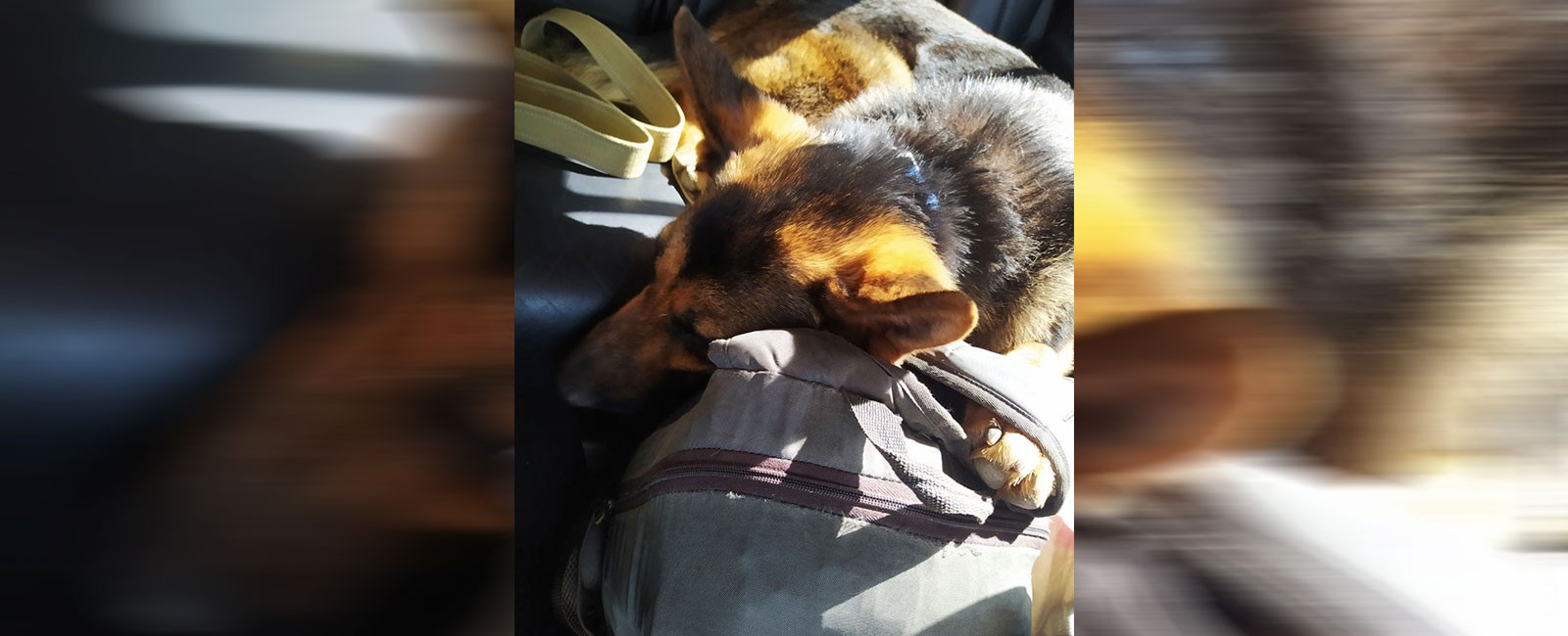 Нові подробиці про херсонця, який йшов пішки до Одеси з собакою