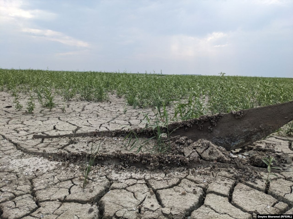 У шарах висохлого намулу трапляються залишки затоплених човнів.