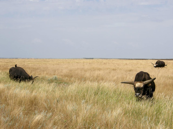 Через дії окупантів пожежа випалила до 300 га заповідного степу в "Асканії-Новій", - Міндовкілля