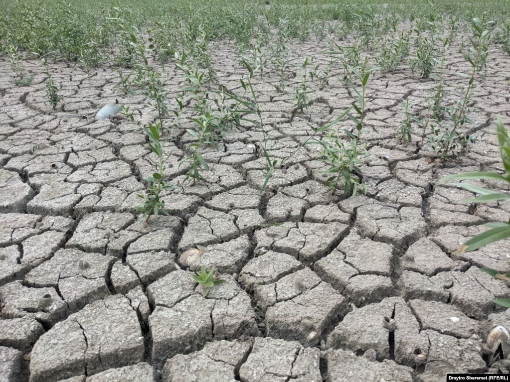 Як завжди буває із перезволоженим, а потім випаленим сонцем ґрунтом -- він тріскає. А з глибоких тріщин проростають насінини рослин. Дно висохлого Каховського водосховища. Серпень 2023 року
