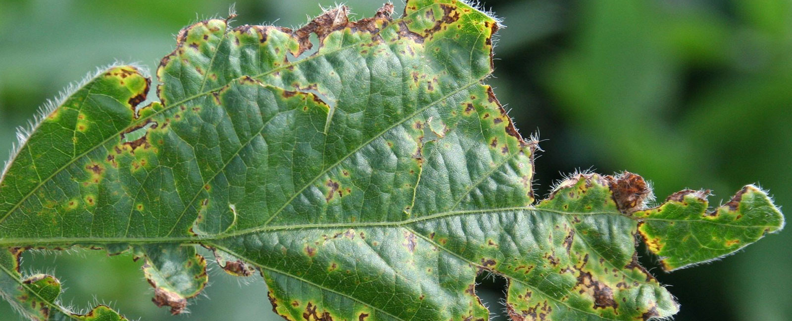 Затоплення Херсонщини сприяло розвитку хвороб рослин та появі нових шкідників