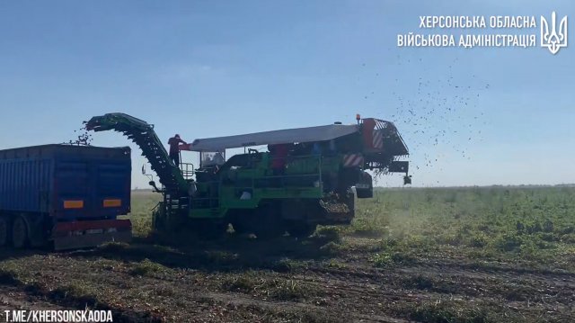 Херсонська ОВА показала, як херсонські аграрії збирають урожай томатів