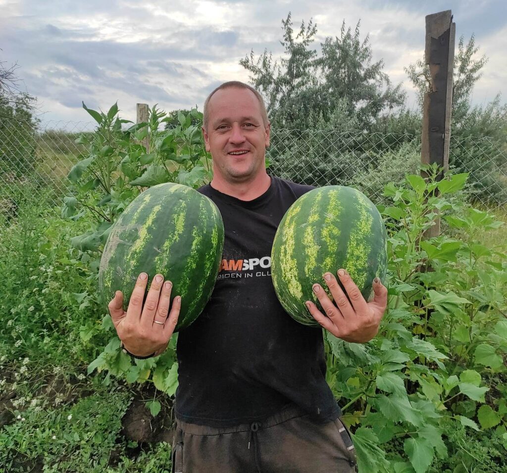 Підприємець зі Звенигородщини вирощує кавуни за херсонською технологією