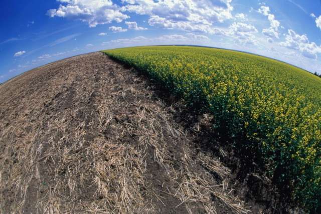 На окупованій частині Херсонщини використовують лише 36,9% сільгоспземель