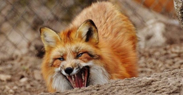 “Скажена лисиця” і “радіоавтивні меблі”: чергова порція фейків про ЗСУ