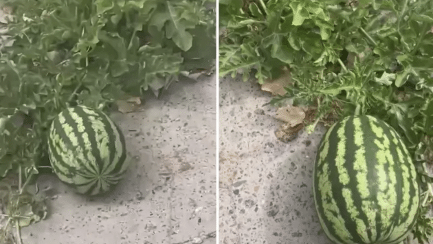 У Херсоні кавун пробився скрізь асфальт і дозрів