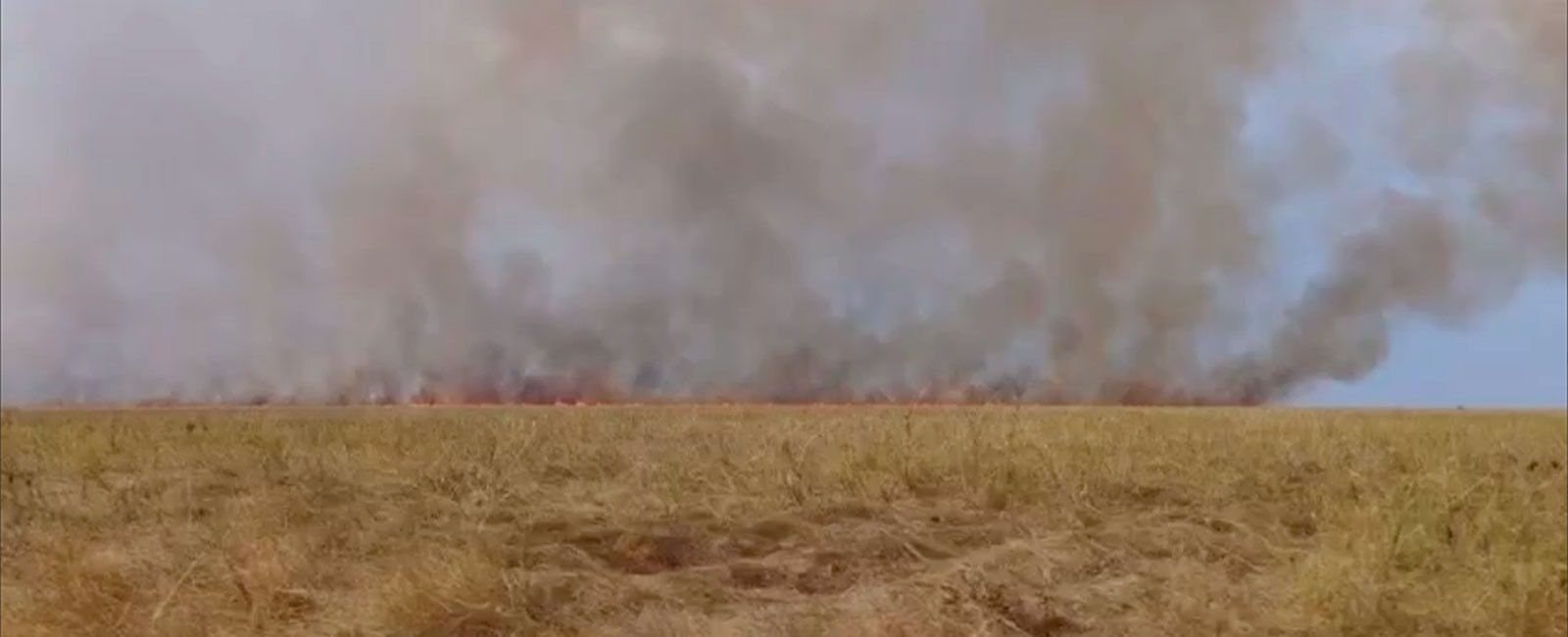 Легендарний заповідник «Асканія-Нова» горить через удар блискавки