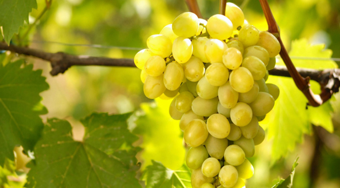 У найбільшого виробника винограду на Херсонщині збереглося лише 15% насаджень