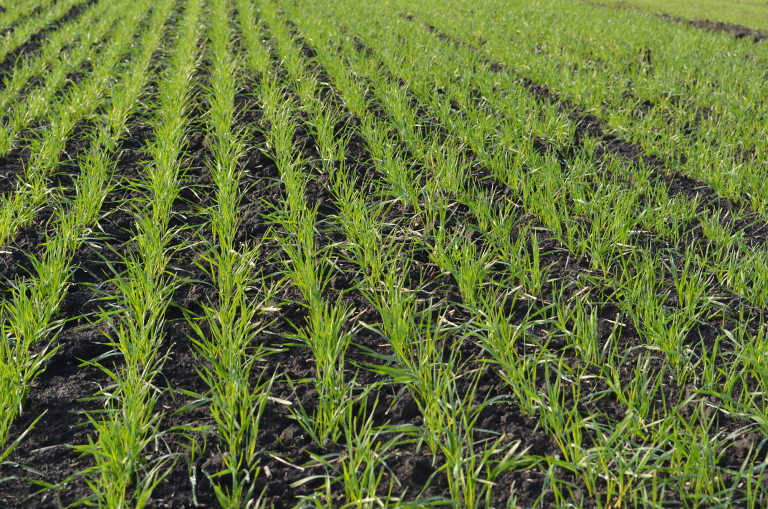 На правобережній Херсонщині засіяно майже 9 тис. га озимими