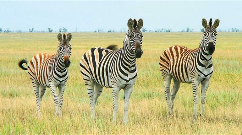 Окупанти хочуть вивезти унікальних тварин з заповідника «Асканія-Нова» на Херсонщині