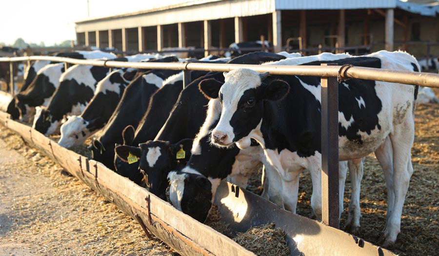 Робота фермерів під окупацією та обстрілами