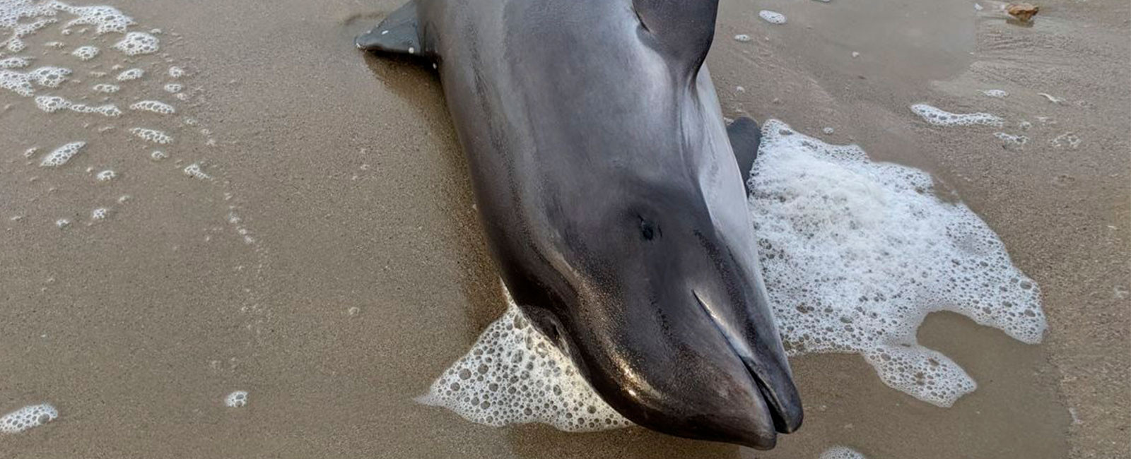 Мертвих чорноморських дельфінів на узбережжях стало вдвічі більше, ймовірно – через підрив Каховської ГЕС