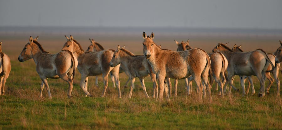 «Асканія-Нова»: українська перлина в оточенні російських загроз