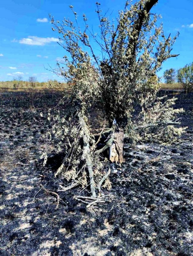Нацпарку «Кам’янська Січ» через війну  завдано збитків майже на 5 млрд грн.