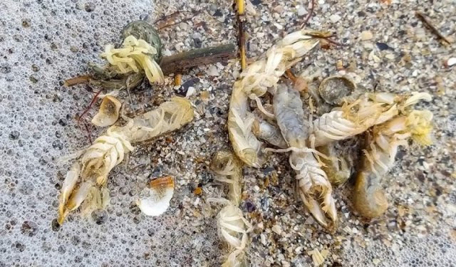 Загадкове явище на Арабатській Cтрілці: на берег Азовського моря викинуло тисячі невідомих істот