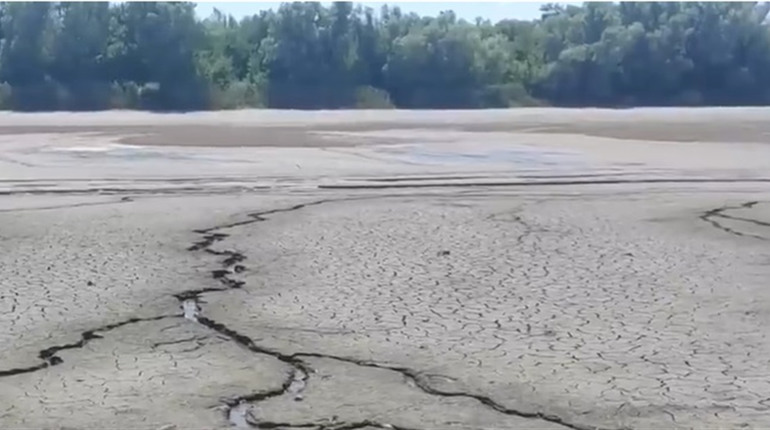 На місці Каховського водосховища народжується унікальна рослинність