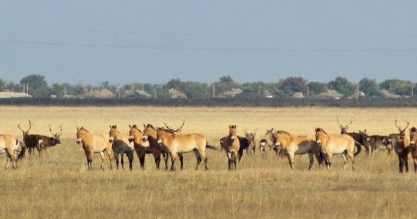 Уряд забрав у "Асканія-Нова" на Херсонщині понад 21 млн гривень