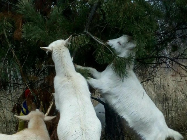 Тварин з «біолабораторії» «Асканія-Нова» окупанти годують ялинками