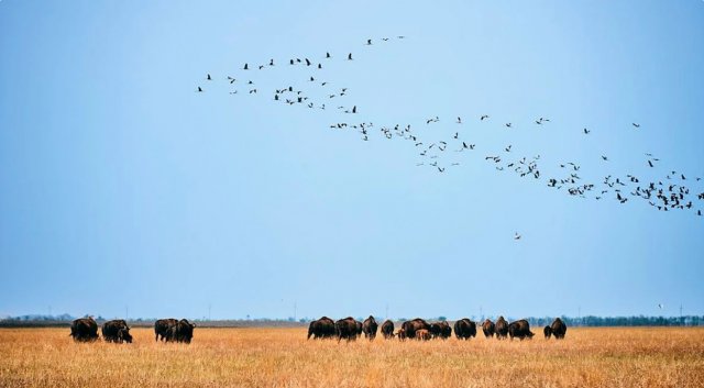 Валуєв, фотосафарі на фоні загибелі тварин і рослин в Асканії-Нова: директор розповів про ситуацію в заповіднику