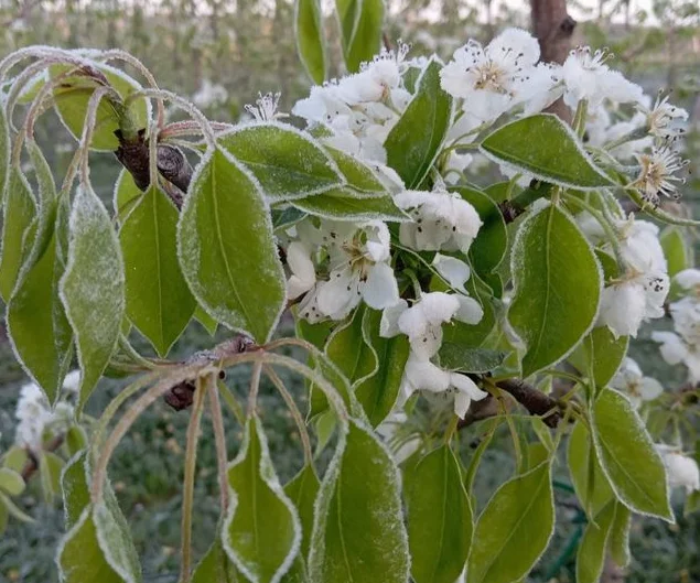 Заморозки позбавили Україну частини врожаю ранніх яблук і кісточкових фруктів