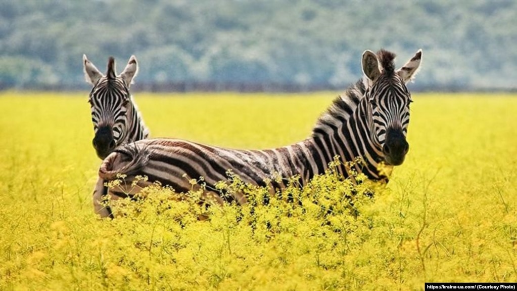«Тварин вивозять у Ростов». «Асканія-Нова» під прапором окупантів понад рік: що відбувається в заповіднику?