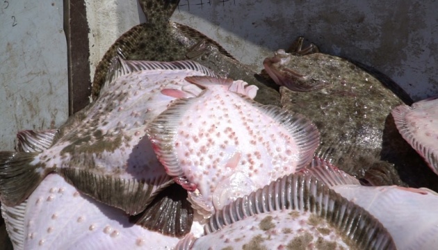 Російські браконьєри масово грабують рибні багатства Азовського моря - збитки сягнули ₴43 мільйонів