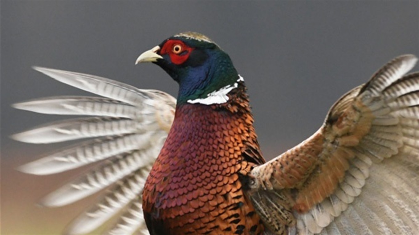 Дражнять собак та гріються на підвіконнях: як фазани хазяйнують у Херсоні та селах області