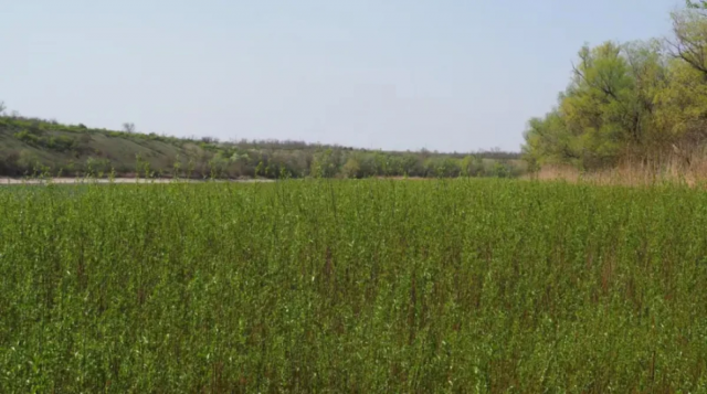Які зміни відбуваються на місці знищеного Каховського водосховища