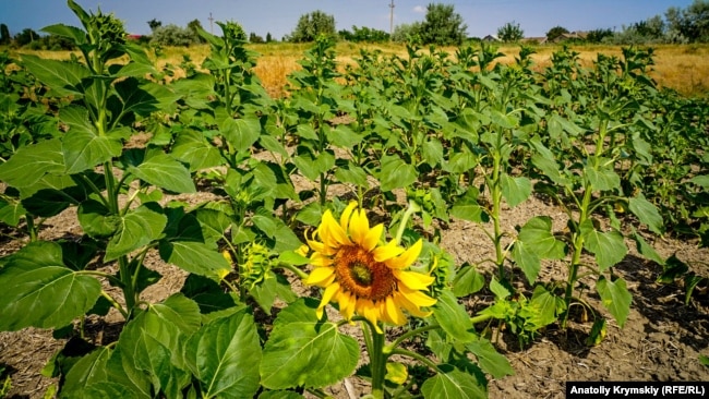 Більшість культур неможливо вирощувати на Херсонщині без зрощення