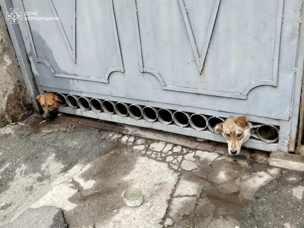 Херсонські рятувальники врятували двох хвостанів