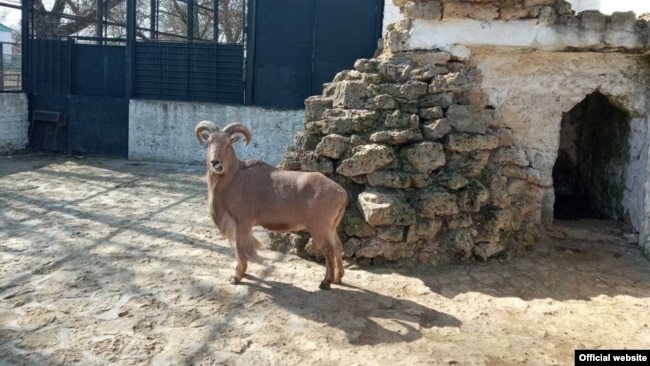 Заповідник «Асканія-Нова», квітень 2022 року
