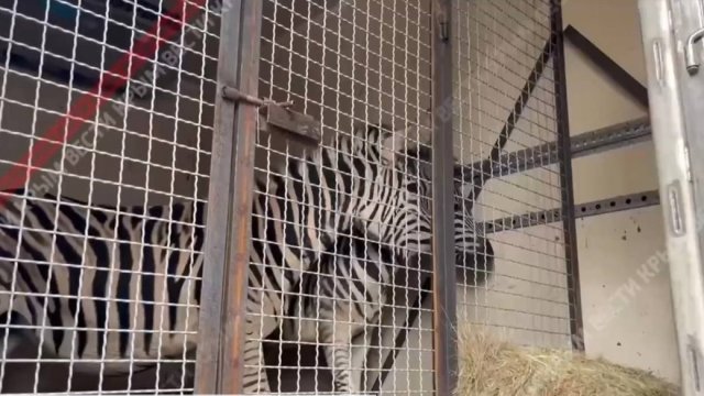 В окупований Крим вивезли зебр із "Асканії-Нова" на Херсонщині